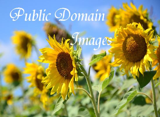 Public Domain Images http://www.freephotogaleries.com/picture/Sun_flower_crop/category/5-nature